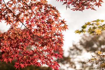 紅葉