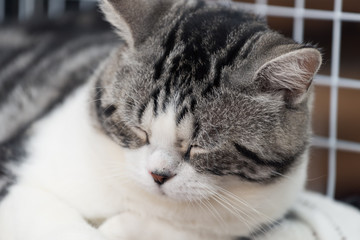 Close up cute tabby cat sleep on white background
