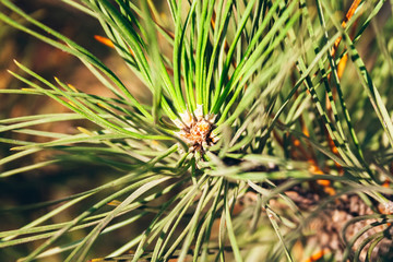 Naklejka na ściany i meble Closeup view of pine buds among green needles under the warm setting sun. Macro of beautiful branches of an evergreen tree on a majestic winter day. Selective focus