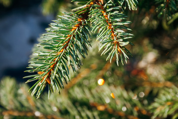 Closeup view of a spruce tree with water droplets on needles under the sunlight. Macro of beautiful branches of a coniferous evergreen tree on a majestic sunny day. Selective focus. Blurred background