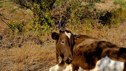  Cow. Cattle in Russia. Portrait of a pet. Animals graze