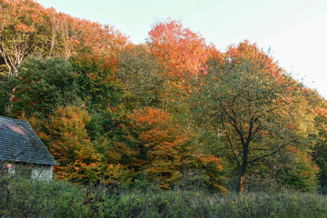 Forest in beautiful autumn colors, shiny trees in the glow of the setting sun.