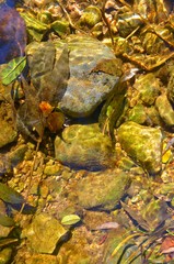 large and smaller stones, along with fallen autumn leaves, under a layer of flowing stream water