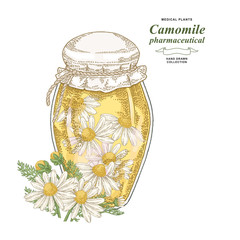 Pharmaceutical camomile plant hand drawn. Chamomile flowers with glass jar isolated on white background. Medical gerbs collection. Vector illustration botanical.