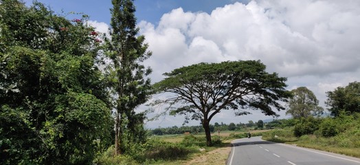 landscape with road and trees