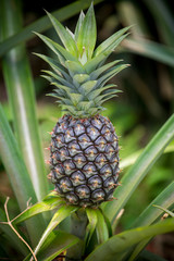 Fototapeta premium Green Pineapple fruit growing in garden at Madhupur, Tangail, Bangladesh.