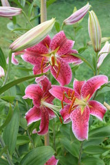 Lys Stargazer © Frederic.M