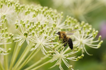 bee on flower