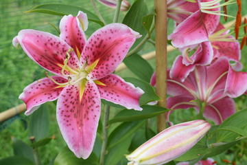 Lys Stargazer © Frederic.M