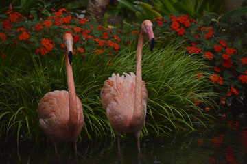 Flamant rose