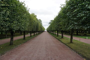ペテルゴフ　ロシア　並木道　公園　一本道