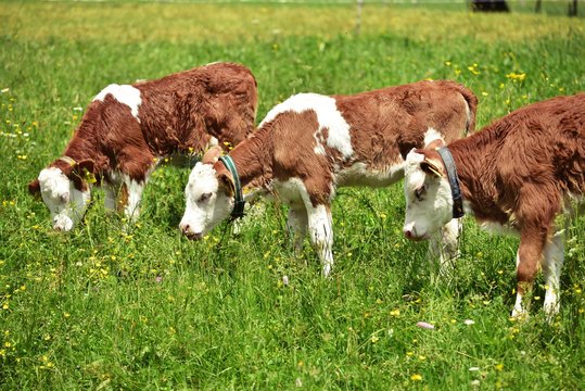 Rotbunte K&auml;lber im Schwarzwald grasen auf der Weide