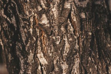 Bark texture of birch bark closeup