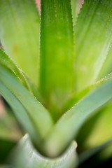 Top views of pineapple fruit leaves pattern at Madhupur, Tangail, Bangladesh.