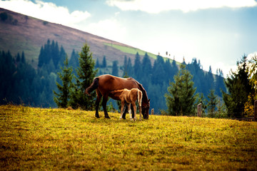 Obraz premium A horse with a foal graze in a meadow in a mountain village. Carpathians. Ukraine.