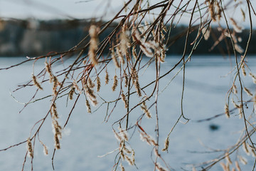 Autumn buds on the branches of a tree by the lake