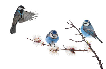 three blue tits and  cherry tree blossoming branch on white