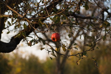 last apple waiting to get picked