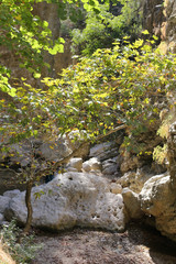 Beautiful nature. Plants and Stones