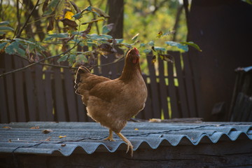 classy hen prepars for egg laying