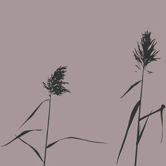 Silhouette of Reed Bush. Vector Illustration