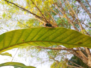 leaves on tree