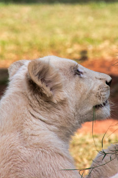 portrait of a white lion
