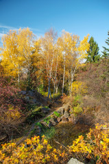 Autumnal Moscow park. Autumn birch trees at sunny day.