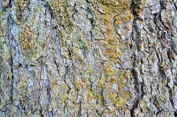 rough texture of tree bark close-up