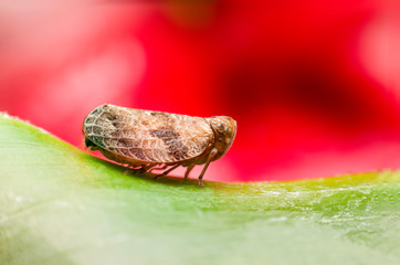 cadellidae Leafhopper insect on a green leaf macro image
