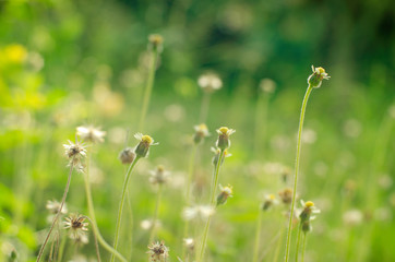 field of wild grass flowers