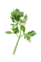 Top view close up of a green leaf and a stem of celery on a white background.