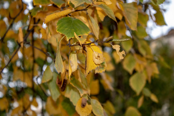 Birch branches with yellowed autumn leaves and catkins