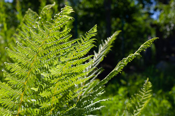 Fresh green fern leaves in a forest