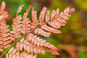Dry fern leaf in autumn forest