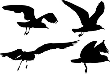 isolated black set of four seagulls silhouettes