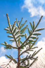 Spruce tree branch. Winter