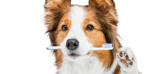 Dog and brushing teeth. The dog holds a toothbrush in its mouth and waves its paw. Grooming. Hygiene. Background is isolated.