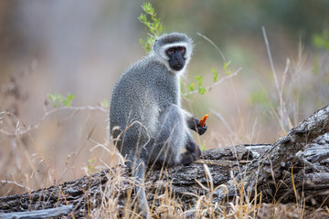 A grey Vervet monkey eating some fruit in the wilderness. It's sits on a tree stump.