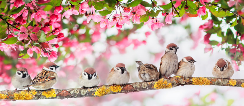 natural panoramic background with many small funny birds sparrows sitting in the spring Sunny Park under the branches of a flowering Apple tree with pink buds