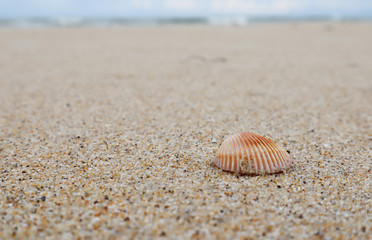 Shell on beach sand.