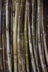 Aspen sticks lie in a row on a cork Board