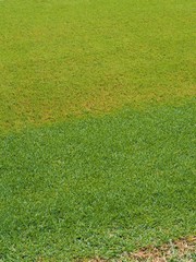 青々とした芝生の背景