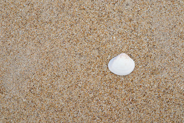 Fototapeta na wymiar Shell on beach sand. Close up. Top view