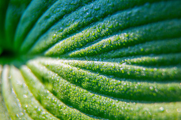 Jungle humid surface green leaf, vertical symmetry natural macro background for posters, banners, invitations. Summer party, tropical style event. Modern, laconic style for brochures, booklets, covers