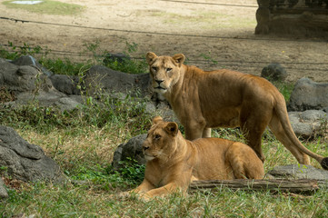 Obraz premium 雌ライオンたち