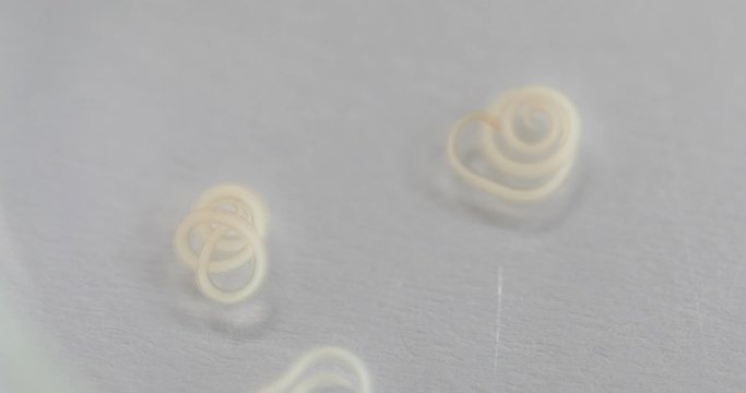 Ascariasis is a disease caused by the parasitic roundworm Ascaris lumbricoides for education in laboratories.
