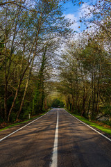 Fototapeta premium Tree tunnel in Safranbolu, Bartin - Turkey