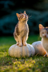 Fototapeta premium Cute siblings kittens play and sit around pumpkins on green autumn grass on a meadow. Warm evening light, photo shoot in the golden hour on October day shortly before Halloween.