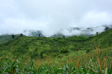 green field with moutain